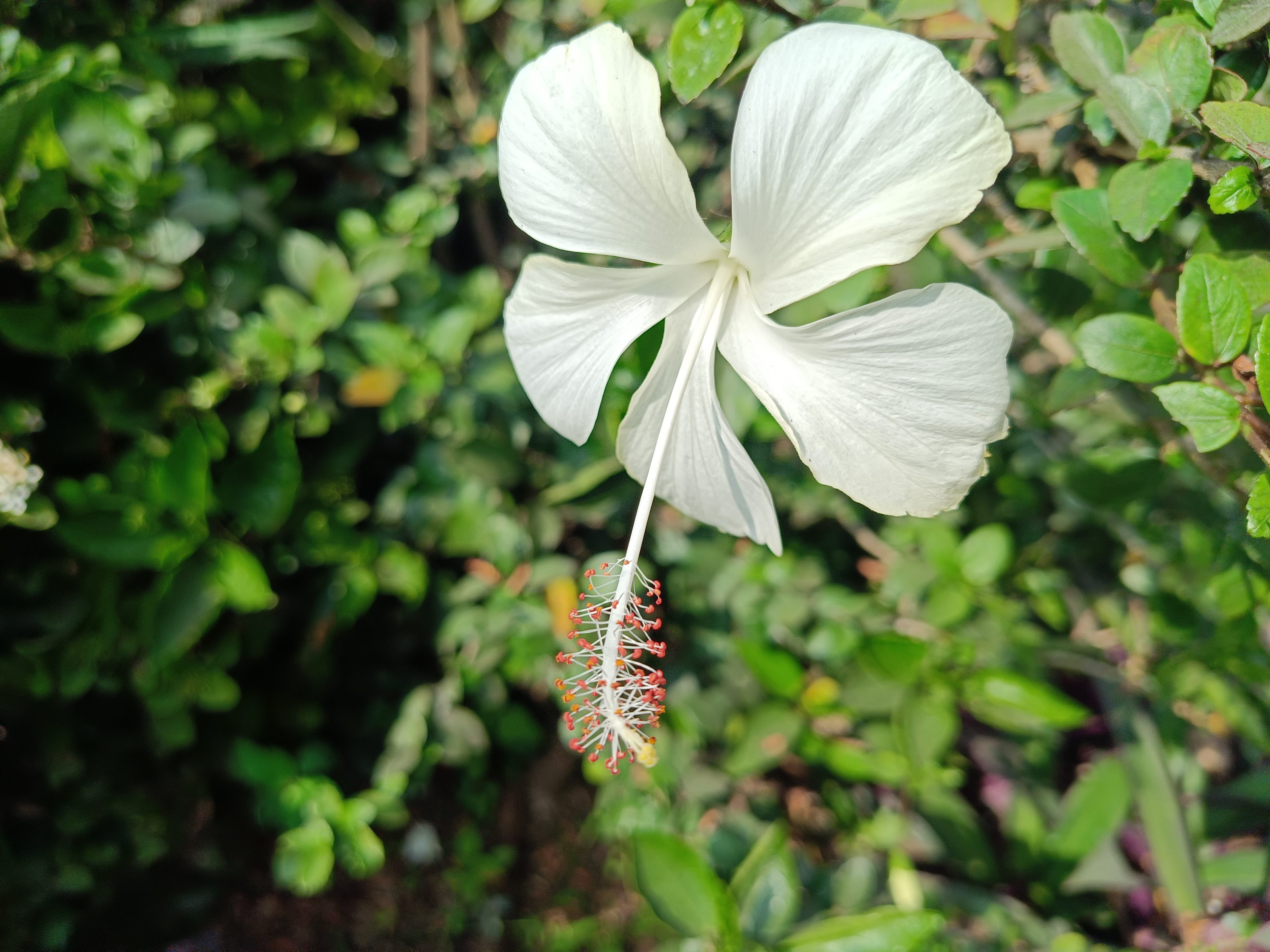 A close-up of a white hibiscus flower with a long red and yellow stamen, set against a blurred background of green foliage.