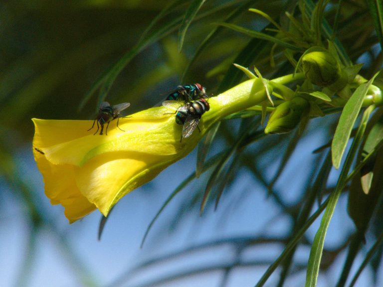 Close-up of a few flies perched on a bright yellow flower with narrow green leaves, set against a blurred background.