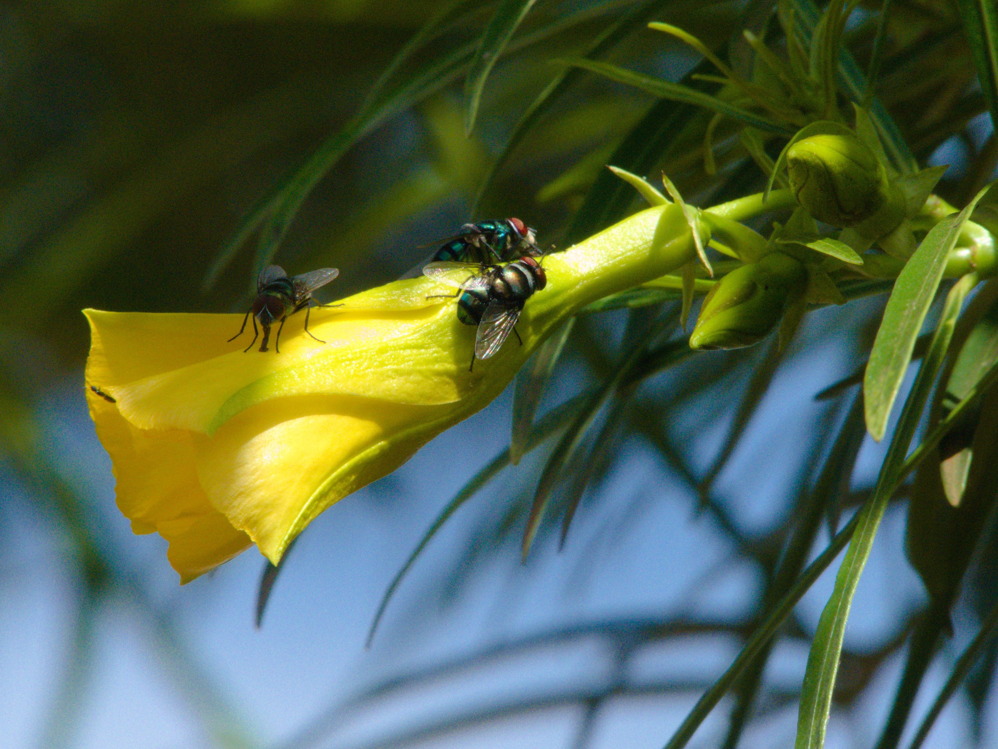 Close-up of a few flies perched on a bright yellow flower with narrow green leaves, set against a blurred background.