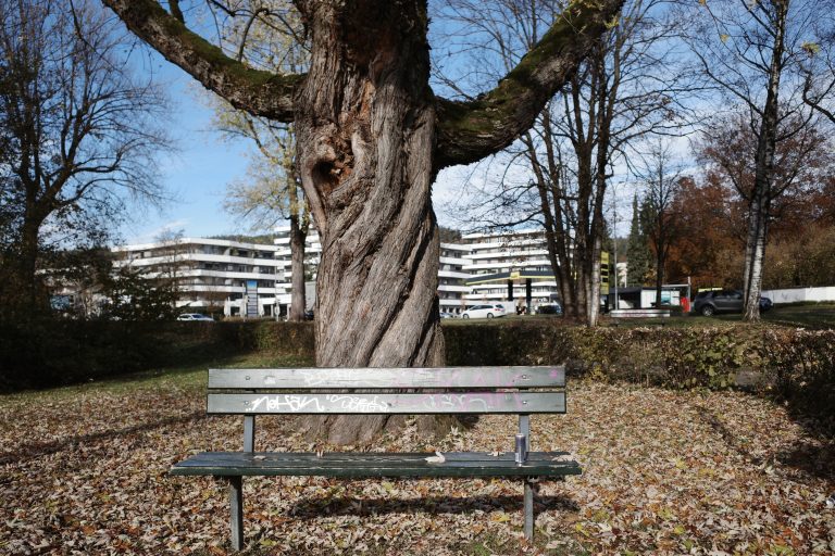 A park bench in front of an old twisted tree.