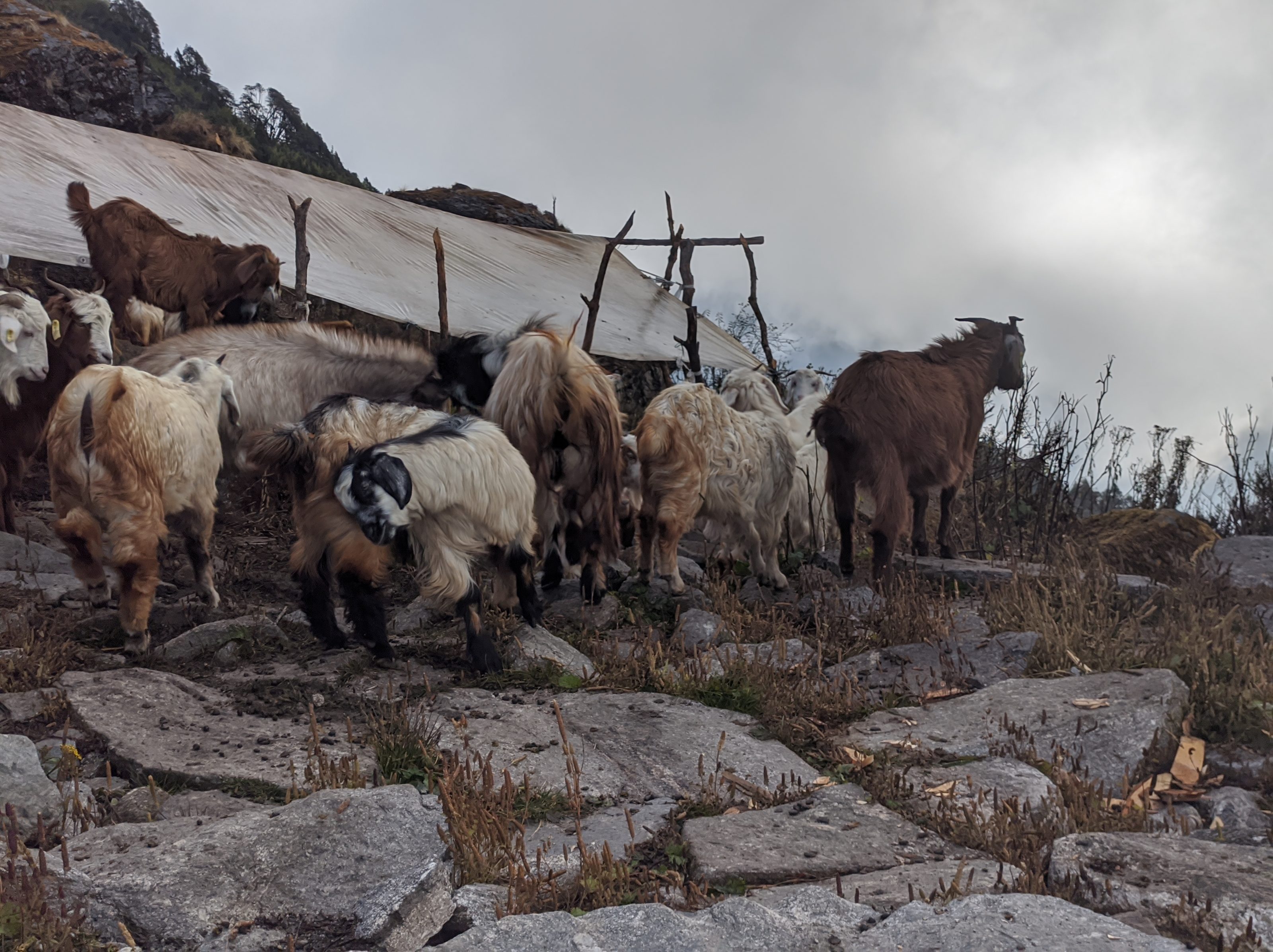 A group of goats with long, shaggy fur stand on rocky terrain near a makeshift wooden structure with a tarp roof.