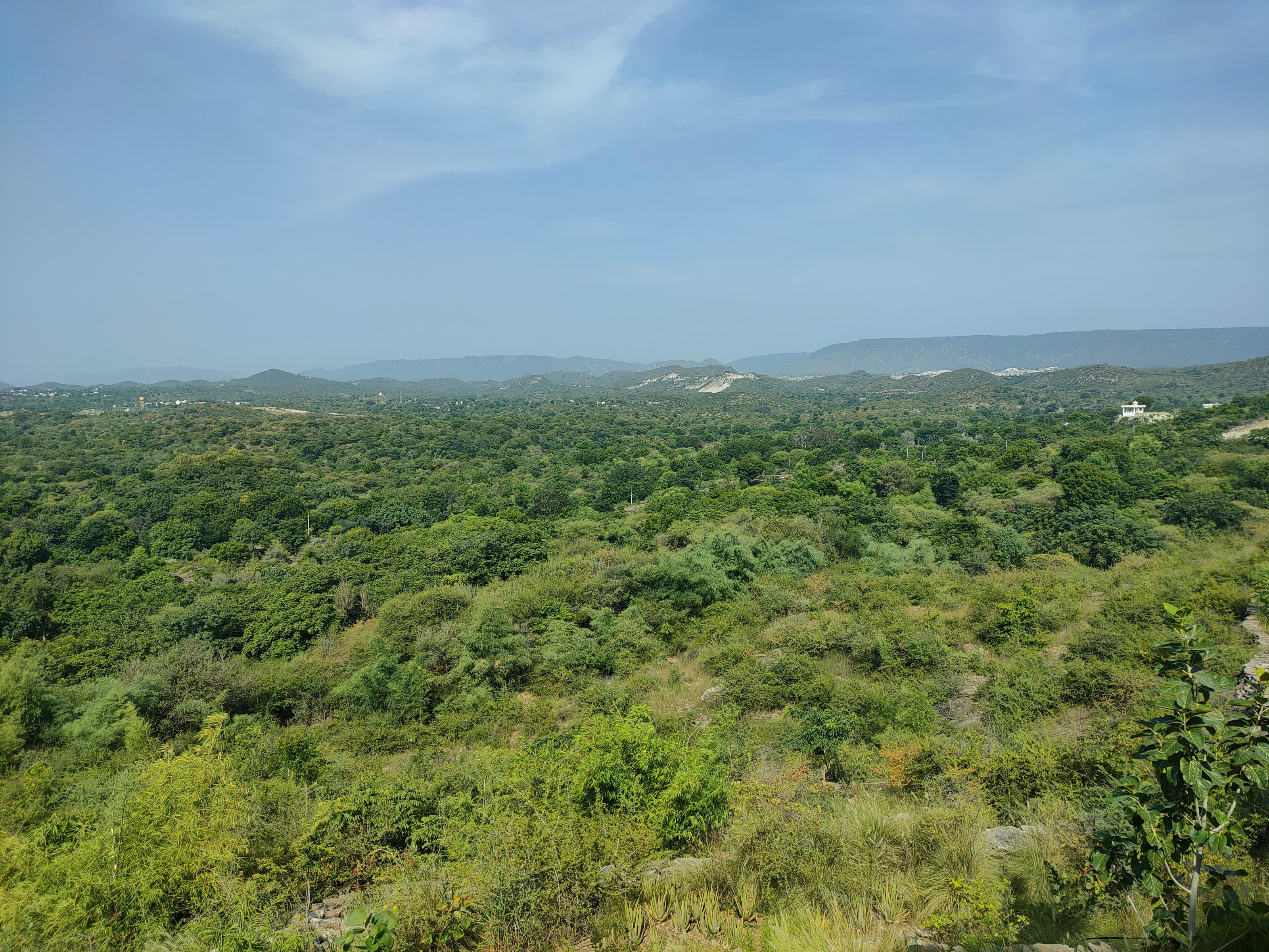 A vast expanse of green forest with a variety of trees and shrubs, stretching towards distant rolling hills under a clear blue sky.