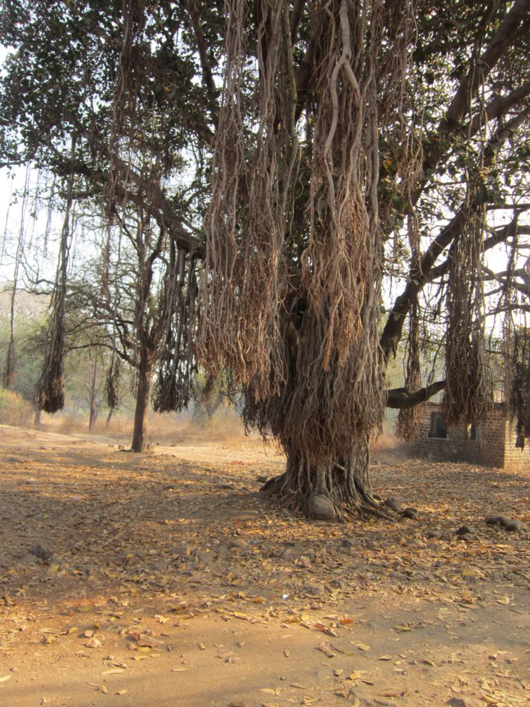 A large ficus tree with numerous hanging aerial roots in a dry landscape. The ground is covered with fallen leaves, and there are sparse trees and brush in the background.