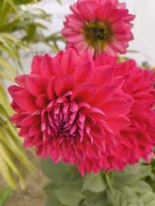 Bright pink dahlia flowers in full bloom with green foliage in the background.