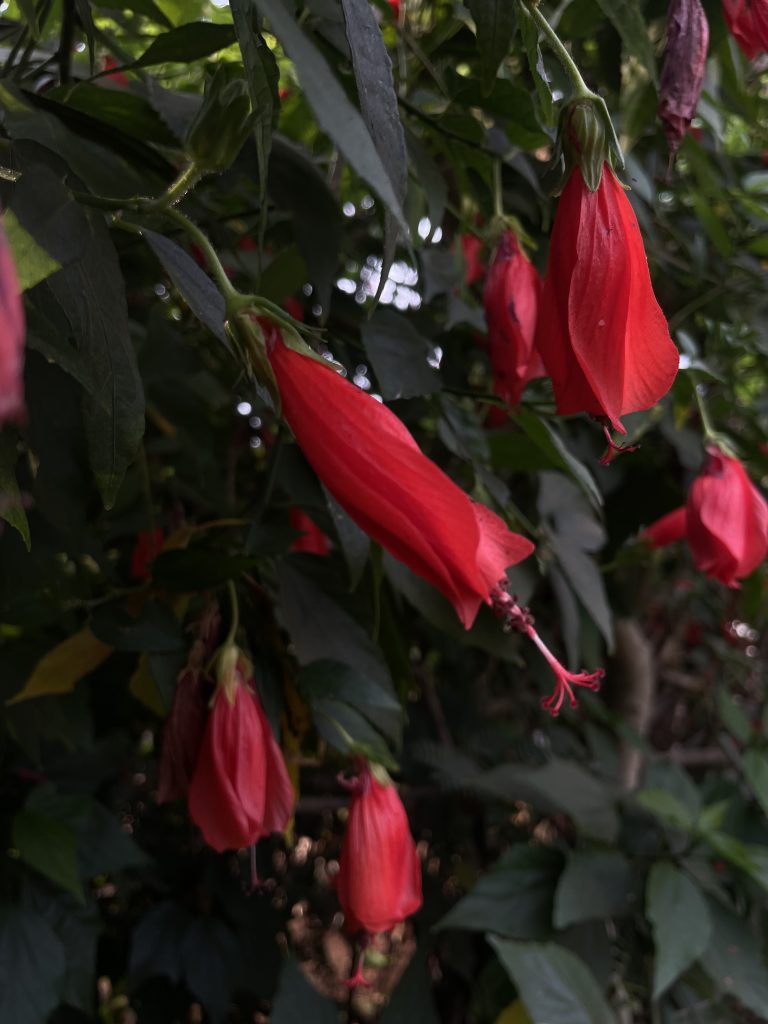 A close-up of several vibrant red hibiscus flowers with elongated, curled petals hanging downward amid lush green foliage.