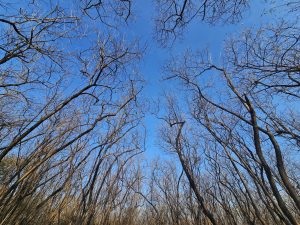 A wide angle shots of trees without leaves. From Hanuman Tekdi, Pune.