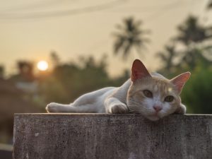 A cat with orange and white fur is lying on a concrete surface, looking relaxed