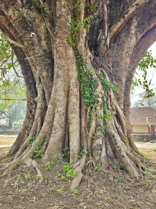 Close up of a grand Ficus Religiosa tree. Located in Thrikkalayoor Mahadeva Temple, Malappuram.