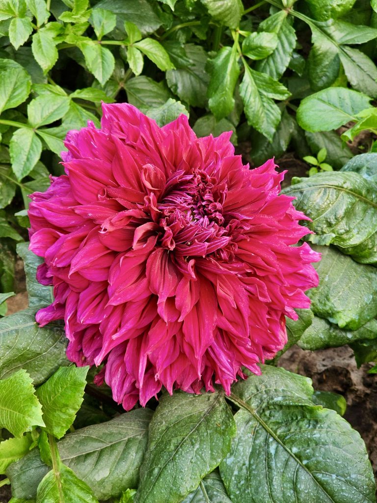 Close up of a magenta colour Dahlia flower.