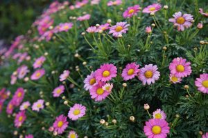 A lush garden bed filled with vibrant pink daisies featuring bright yellow centers, surrounded by rich green foliage.