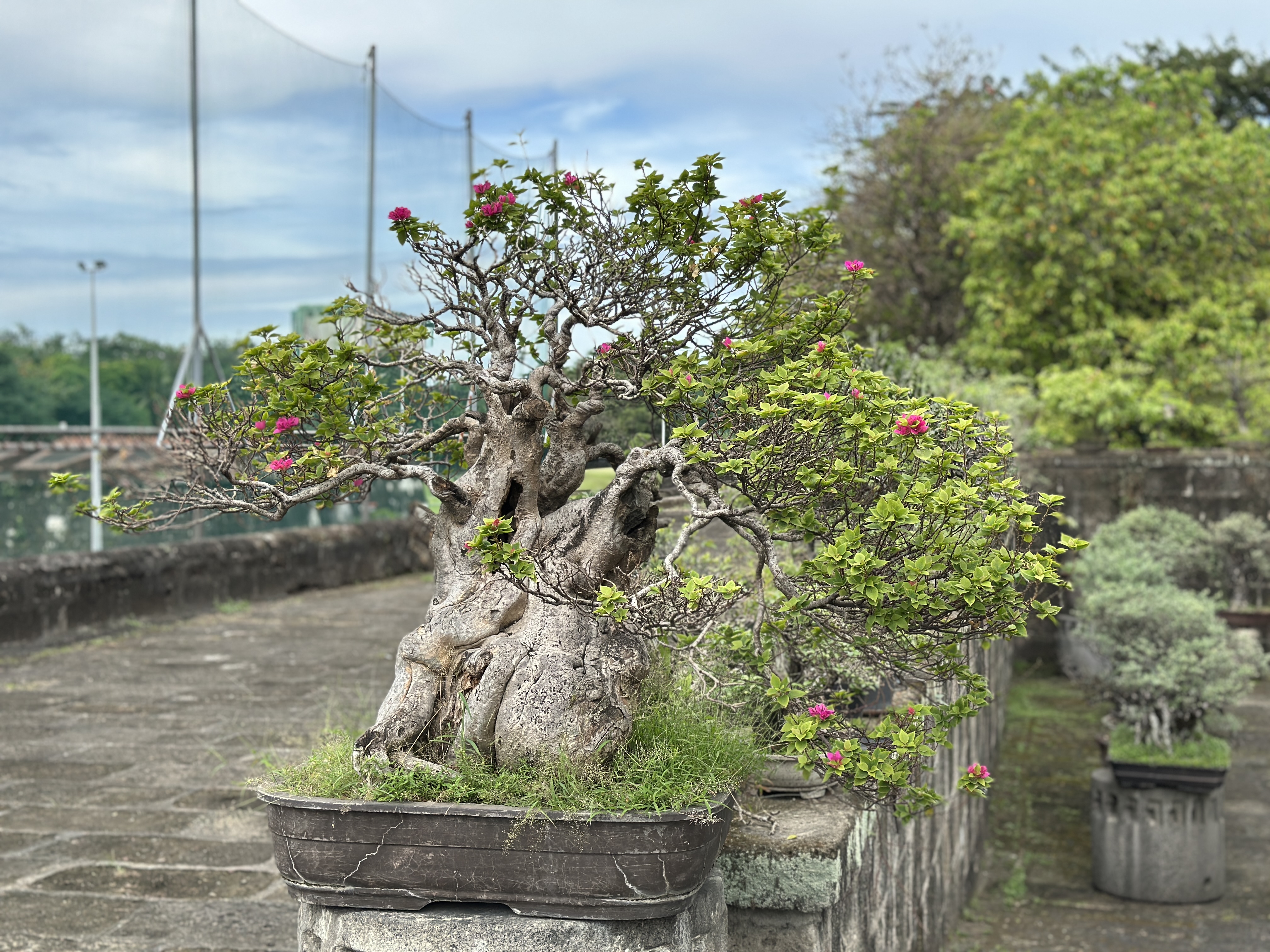 A large bonsai tree with a thick, gnarled trunk is displayed in a rectangular planter. The tree has lush green foliage and pink flowers. It is situated on a paved surface with more greenery and trees in the background under a cloudy sky.