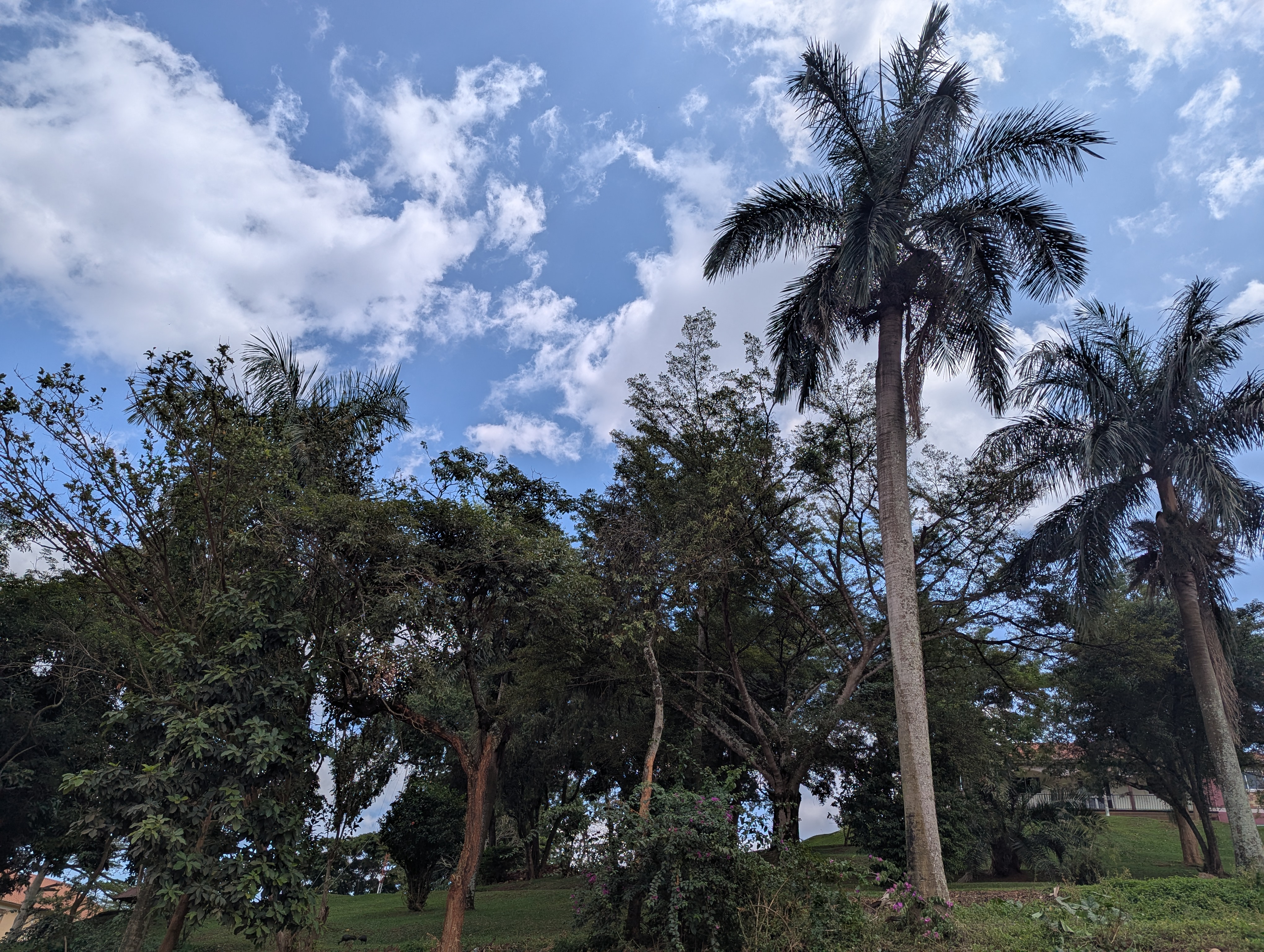 A picturesque scene of tall palm trees and lush green foliage under a bright blue sky with scattered white clouds.