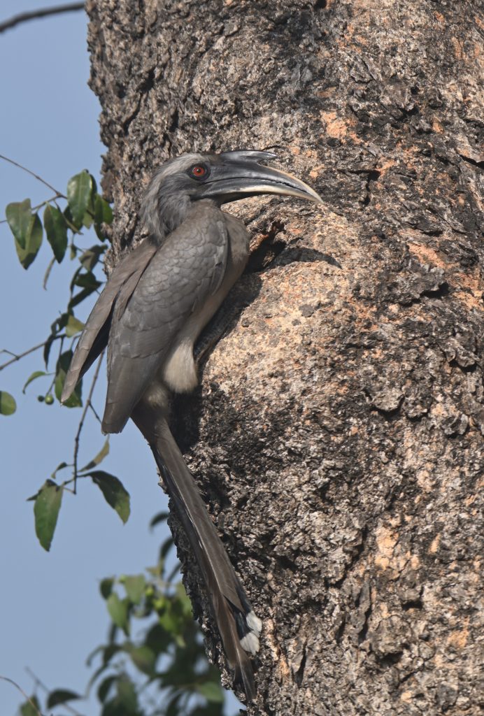 A grey hornbill with a long tail and distinctive curved bill, perched on the trunk of a tree with a textured bark, surrounded by a few green leaves against a clear blue sky