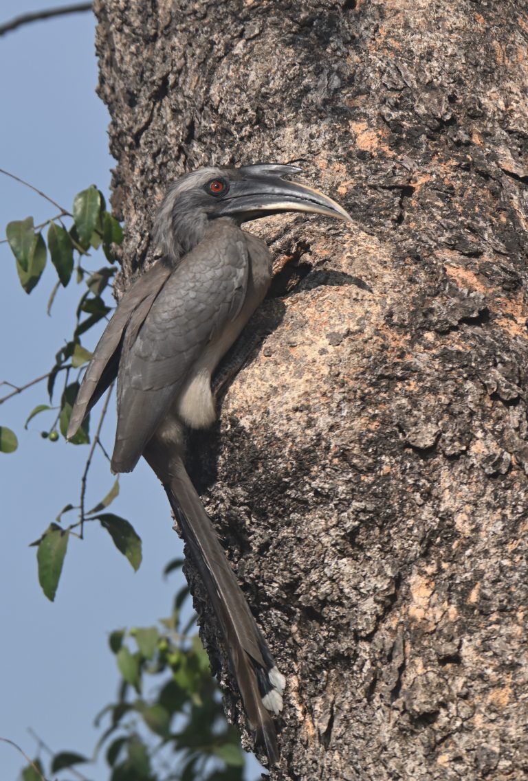 A grey hornbill with a long tail and distinctive curved bill, perched on the trunk of a tree with a textured bark, surrounded by a few green leaves against a clear blue sky