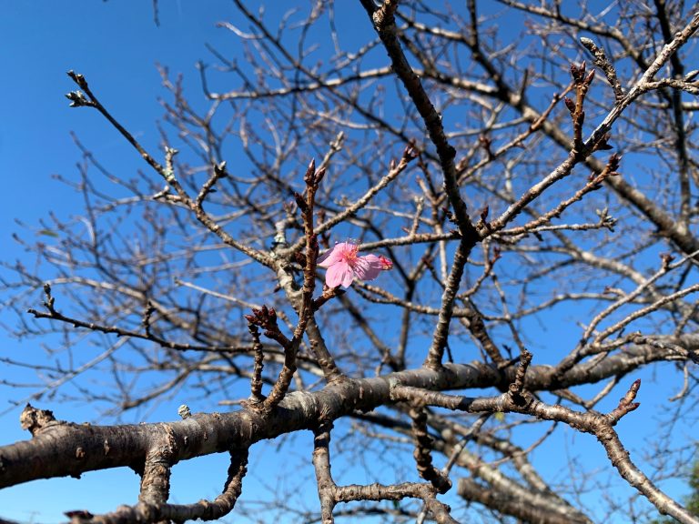 A single pink cherry blossom flower delicately blooms on a tree branch during autumn, showcasing nature’s beauty.