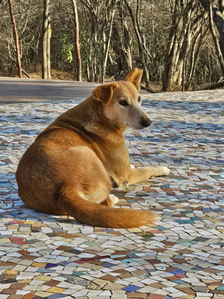 A street dog is shining in sunlight.