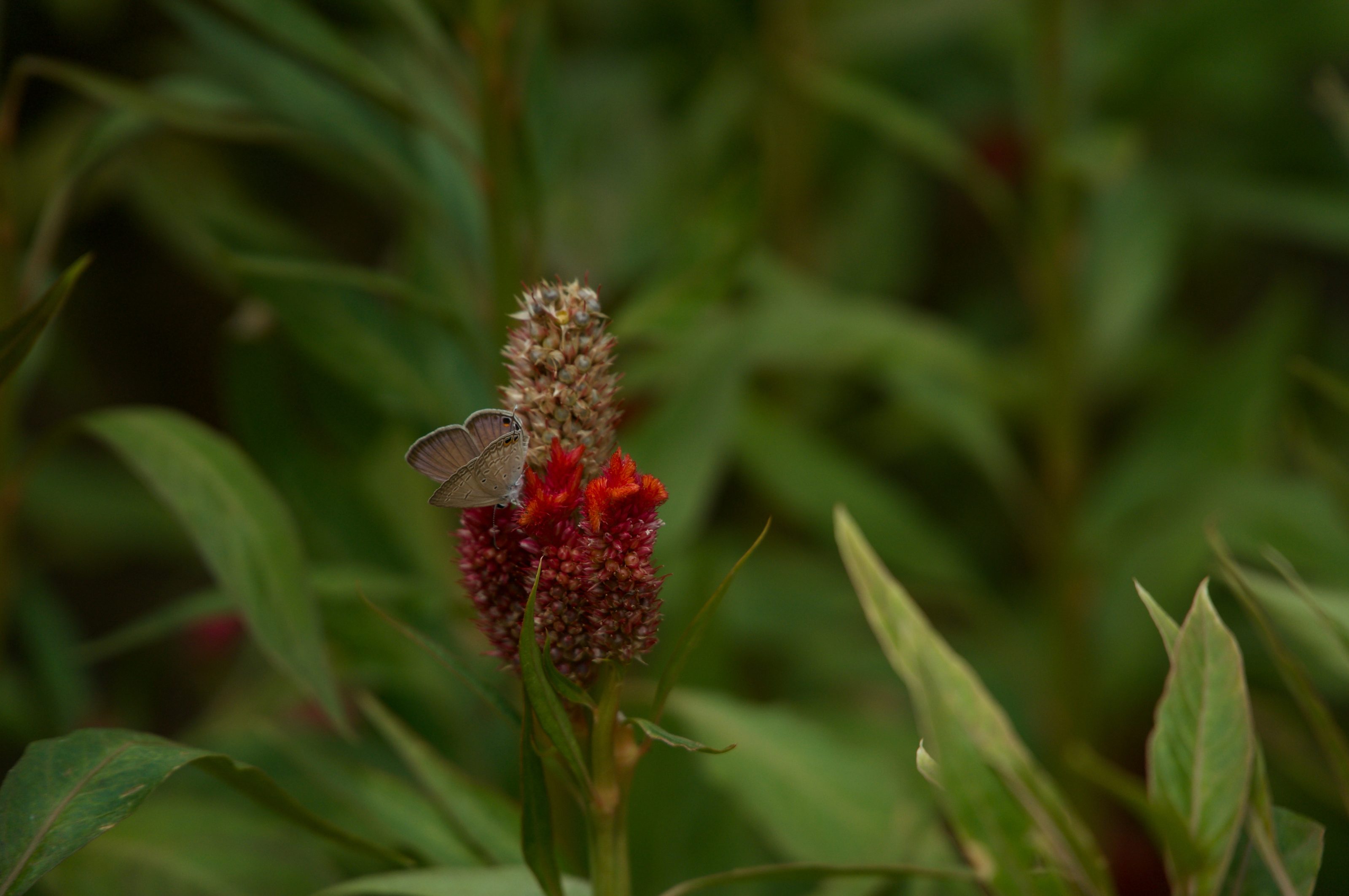 Detail of a butterfly on a red flower with green background