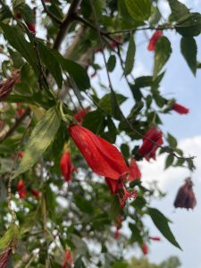 A close-up of red hibiscus flowers hanging from green leafy branches, with a clear sky in the background.

