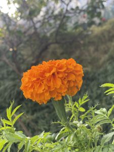 A vibrant orange marigold flower in full bloom, surrounded by lush green foliage, with a blurred background of trees and greenery.