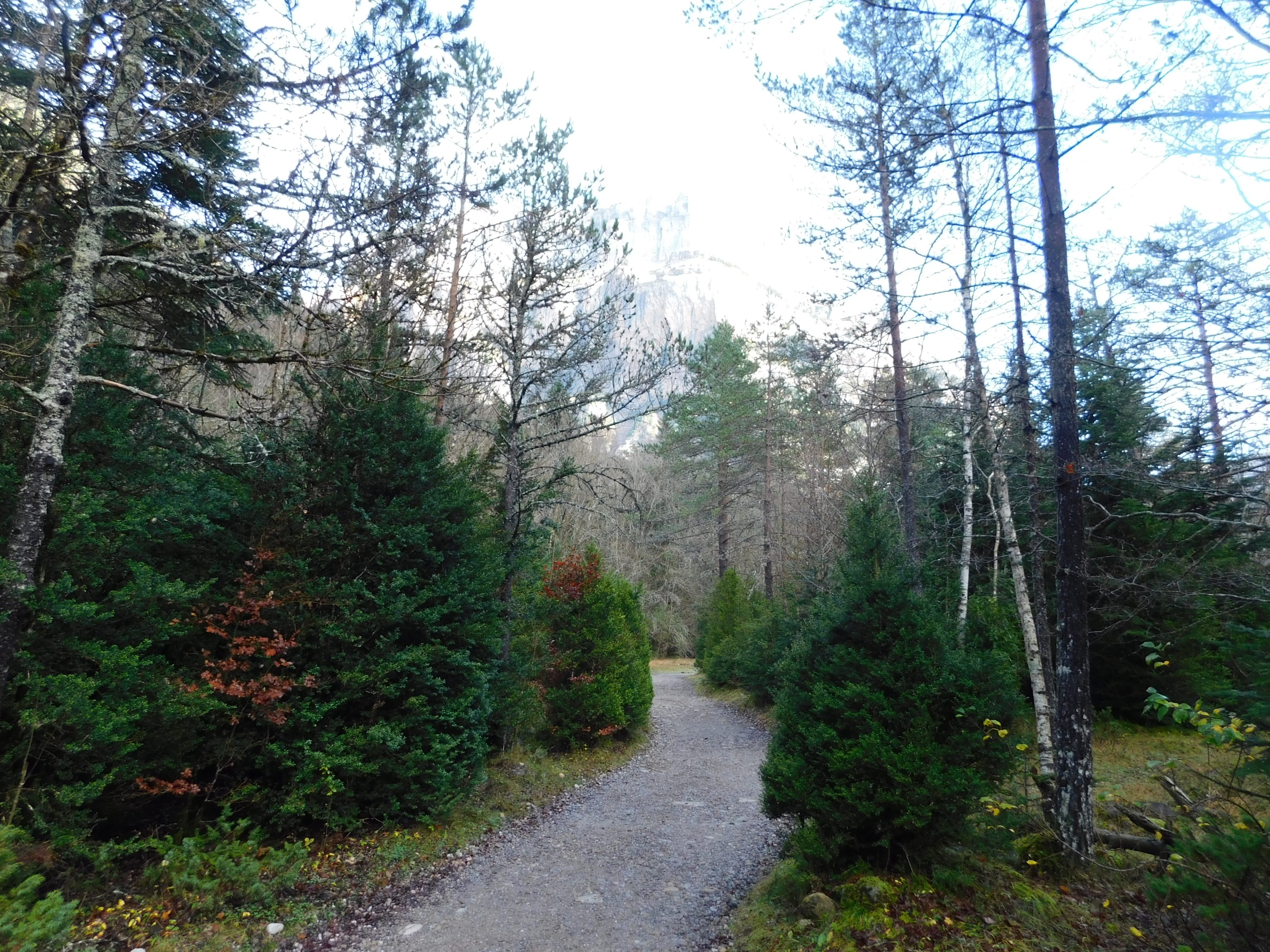 A scenic path through the woods of Ordesa and Monte Perdido National Park, featuring trees and rocks in Aragón, Spain