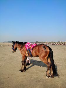 A brown horse with a pink saddle stands on a sandy beach under a clear blue sky.