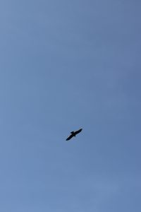 A Bird Flying in Beautiful Blue Sky