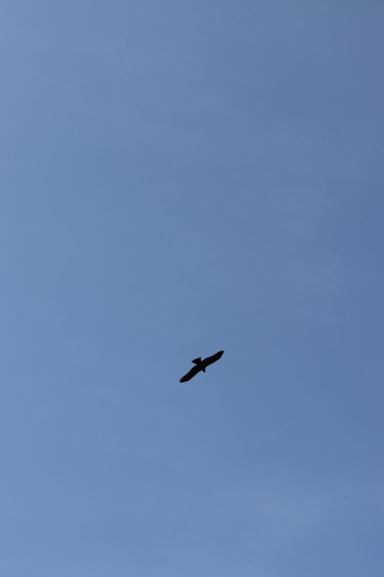 A Bird Flying in Beautiful Blue Sky