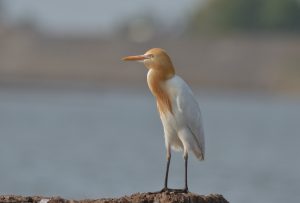 A cattle egret with a white body and orange-brown plumage on its head and neck standing on a rocky surface near a body of water.