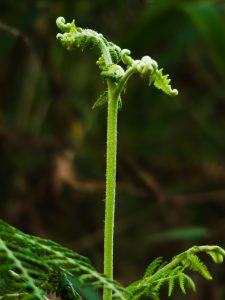 Close-up of a young fern frond unfurling, set against a blurred natural background.

