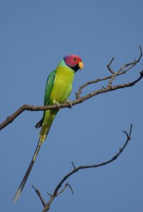 
A plum-headed parakeet male with a green body, purple head, and long tail feathers perched on a bare branch against a clear blue sky.