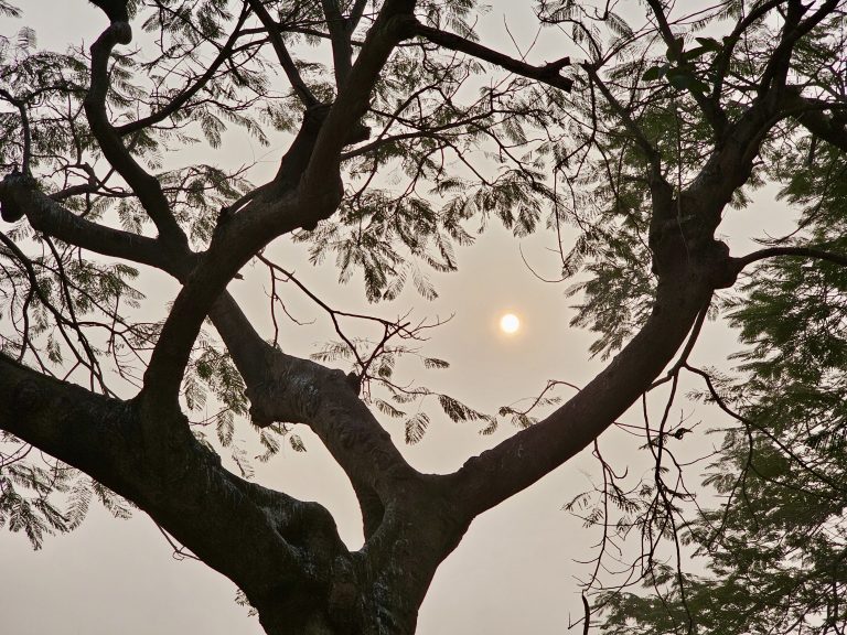 The sun glows through the branches of a tree. Sunrise view from Belur Math.