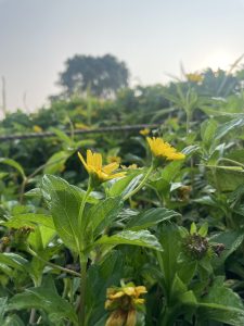 Close-up of small yellow flowers and green leaves in a garden setting, with a blurred background of more greenery and a tree silhouette under a bright sky.