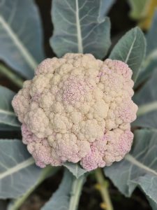 Close up of a cauliflower with pink shades and ready to harvest. 