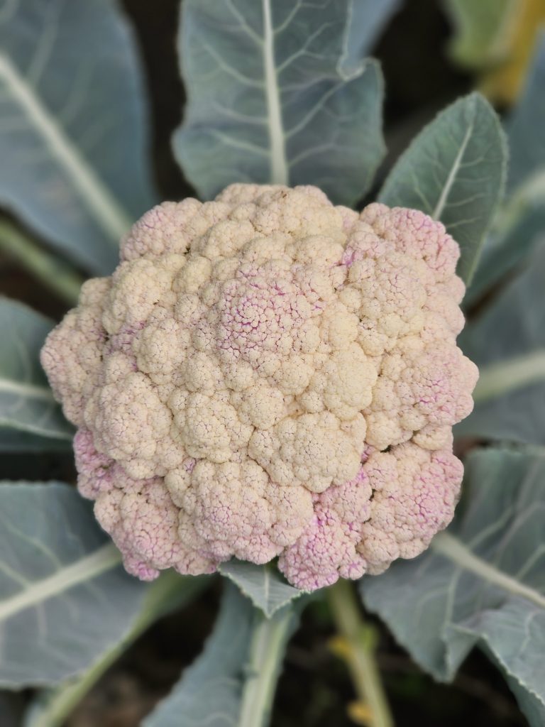 Close up of a cauliflower with pink shades and ready to harvest.