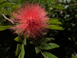 Close-up of a red powder puff flower with fluffy, spiky petals surrounded by green leaves, set against a blurred background. Vi?ales, Cuba.