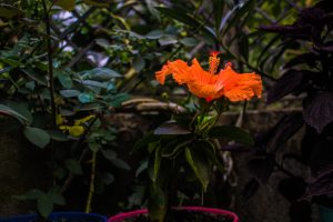 An orange hibiscus flower blooms amid lush green foliage, with other plants partially visible in the background.