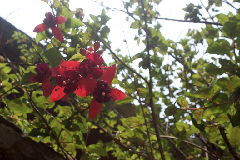 Red flowers with dark centers hanging from a leafy green plant, with sunlight filtering through the branches.