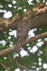 
A shikra female bird with brown feathers and a sharp beak perched on a tree branch, surrounded by green leaves.