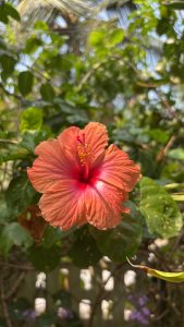 Close-up of a vibrant orange hibiscus flower with a red center, surrounded by lush green leaves in a garden setting.