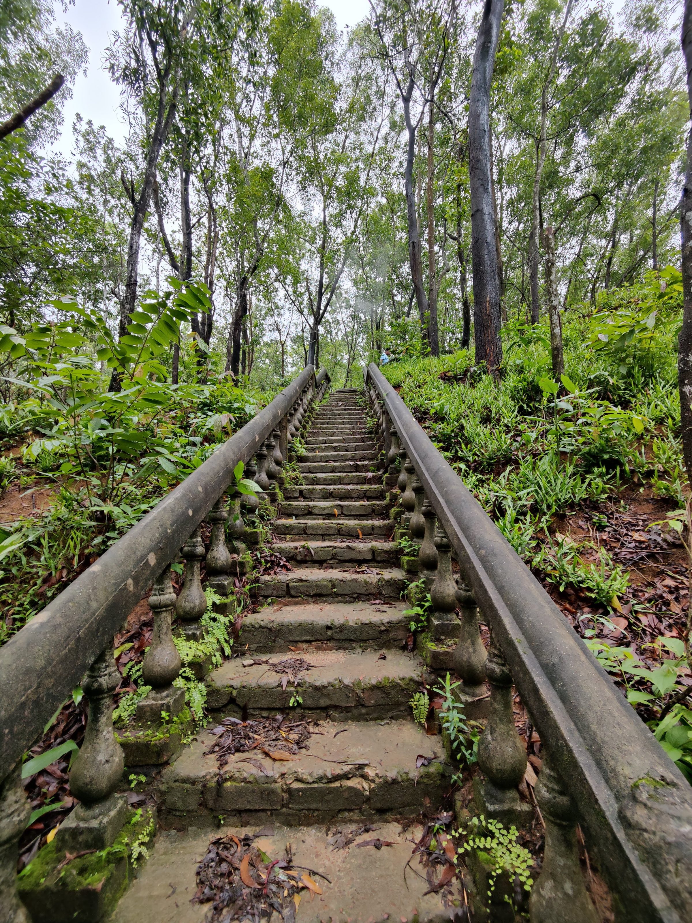 A stone staircase with balustrades covered in foliage, ascending through a dense, green forest.