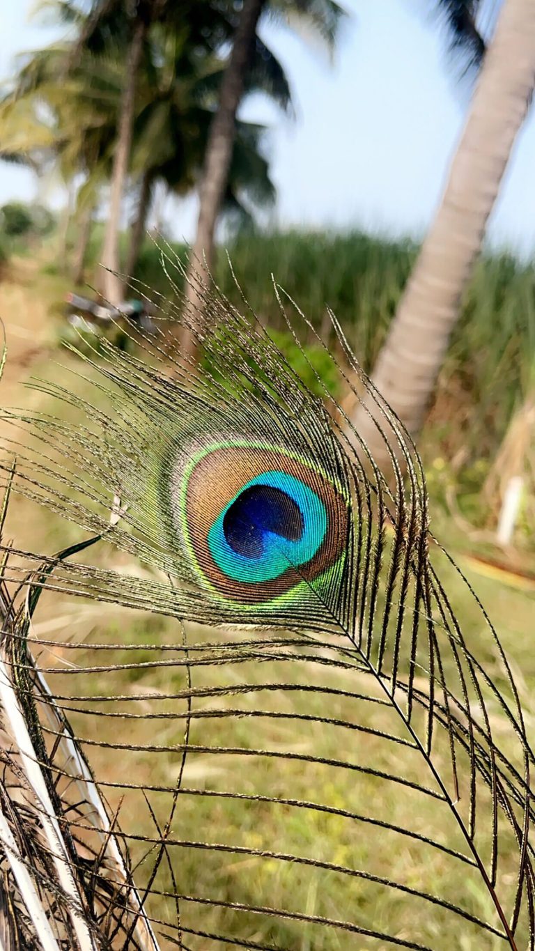 India’s National Bird Peakcock Feather