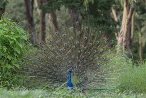 A peacock with a fully fanned tail displaying vibrant iridescent feathers stands amidst green foliage in a forest setting.