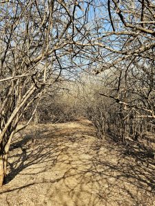 Beginning of a tough summer. A path through a dry, shadowed forest. 