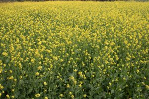  A vibrant field of mustard flowers stretches across the landscape, showcasing a sea of bright yellow blooms.