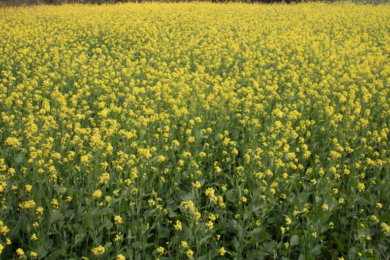 A vibrant field of mustard flowers stretches across the landscape, showcasing a sea of bright yellow blooms.