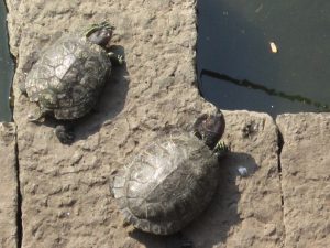 Turtles reared in a pond at the Katyayani Temple in Kolhapur
