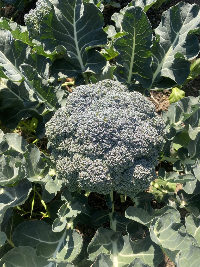 A close-up view of a broccoli plant growing in a garden, with large green leaves surrounding the mature broccoli head.