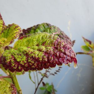 This leaf, photographed during autumn, embodies the season with its characteristic colors and texture.