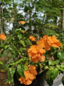 A close-up of a plant with vibrant orange flowers and green leaves in a pot. 