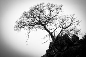 A black and white photo of a leafless tree growing from rocks, with a starkly contrasted sky in the background.